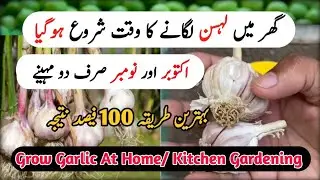 Special Grow Garlic At Home | Ghar Main Lehsan Lagane Ka Tarika | Vietnamese Garlic At Home Garden