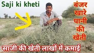 साजी की खेती कैसे करें, 👍कौन सी जमीन में करना उचित रहेगा 👍क्या साजी की खेती से लाखों रुपए की कमाई ?