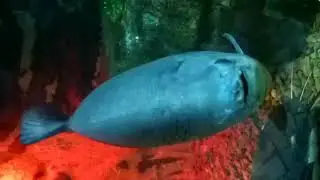 Рыбы