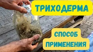 Один из вариантов непосредственного применения Триходермы на жидкой питательной среде. #триходерма