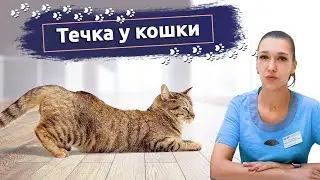 Течка у кошки: Что делать? Рассказывает ветеринар
