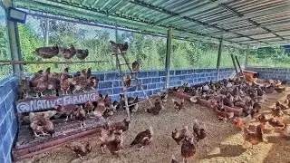 A New Home For Our Chickens, FINALLY! Farming in Thailand 🇹🇭