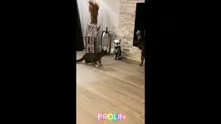 Funny  cats and dogs videos!