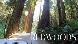 Our Last Stop: The Redwoods - Lazy Gecko Sailing and RV'ing
