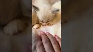 Милые Котята Рэгдолл😊￼