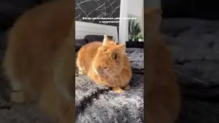 Обычное общение с заказчиком #художник #artartist #art #искусство