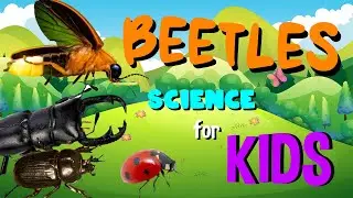 Beetles | Science for Kids