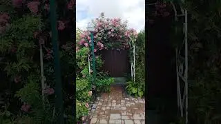 Плетистая роза Вартбург