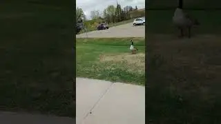 The duck song 