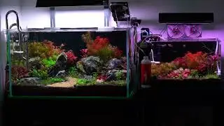relaxing view #planted tanks