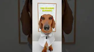 NO me lo puedo CREER!😱😂 #teckel #perrosalchicha #dachshund