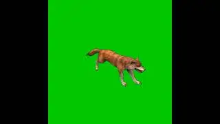 Mentahan Green Screen Animasi 3D serigala ❗