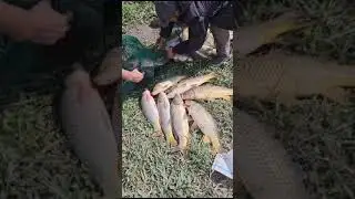 Дикий морской Сазан на жмых Средний Канал