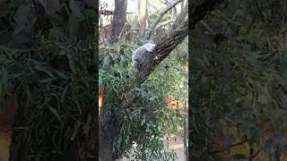 koala in Taronga zoo