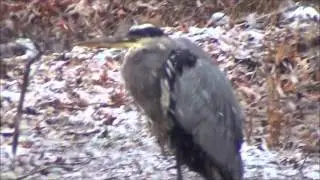 Stalking Blue Egret In The Snow