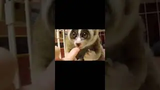 Лемур кушает 😜