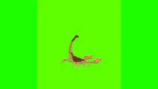 scorpion attacking in different angles free green screen video