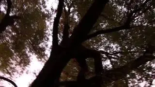 Эко охота на кабана