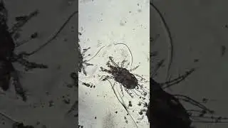 МЁД ПОД МИКРОСКОПОМ