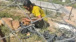 The most #ILLEGAL dog rescue ever!
