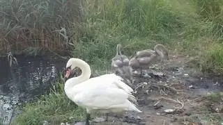 MŁODE DORODNE ŁABĘDZIE TAKIE GRUBE LEDWO CHODZĄ
