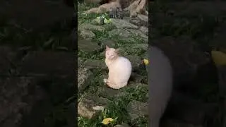 Cat in Greenbelt