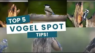 Vogels spotten | Vogel fotografie tips