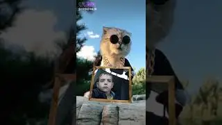 Крутой кот🤣😁😂