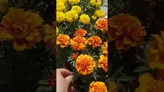 Рассада Иркутск 89086553950 Елена