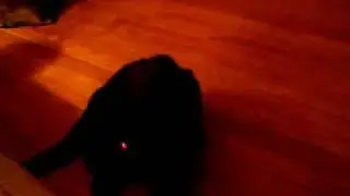 cat bites itself
