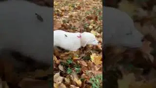 English Cream Golden Retriever Playing in the Leaves