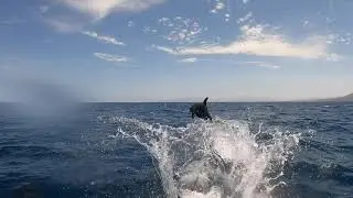 Pods Of Dolphin Swim In Fast Speed Along With Tourist's Boat In Mexico