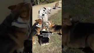 Sniffing Is An Essential Activity for our Furry Friends