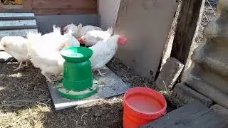 Курочки фабричные переехали в вольер.