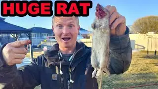 HUGE Rat Caught by Spark the Mink and Bindi the Pit Bull!