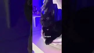 Новый персонаж в моей истории 🐱