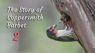 Sarang Takur Ungkut Diganggu Burger - Coppersmith Barbet - Sony a1 + 200-600mm