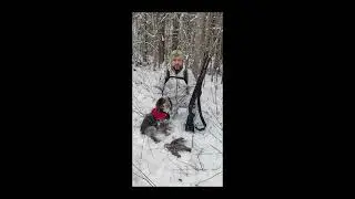 Спаниель в деле.