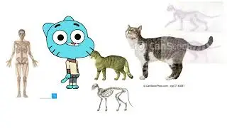 Gumball With Realistic Cat Proportions