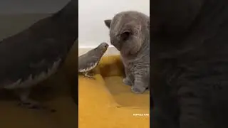 Смешное видео,кошки и собаки 