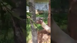 camel