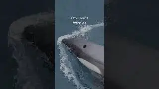 Are Orcas whales?