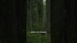 Зачем ехать в лес?