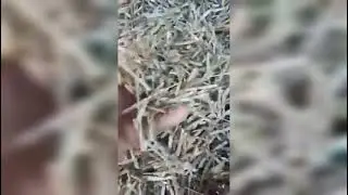 Kulit kacang ijo , persiapan kirim jogja