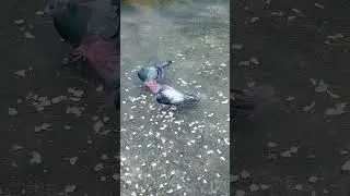 #pigeon
