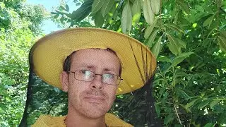 Pčele u roletni prozora Pčelinje društvo koje samostalno preživljava preko 10 godina