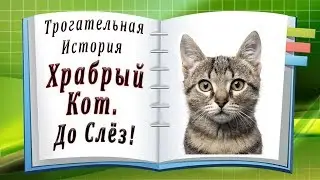 Трогательная История. Храбрый Кот... До Слёз!