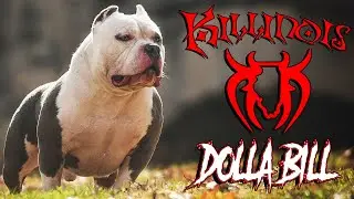 THE BADDEST AMERICAN BULLY IN THE WORLD !!!!