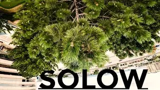 SO LOW