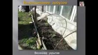 Выращивание арбузов и дынь